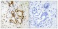 NF2 Polyclonal Antibody